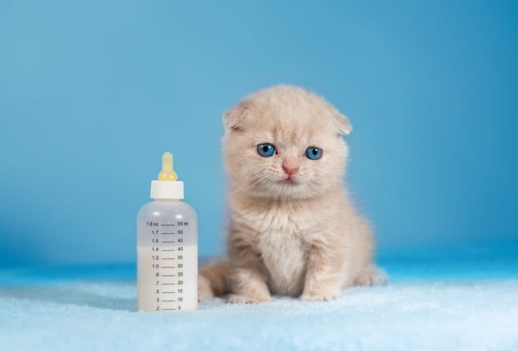 Yavru Kedi Sahiplenmek