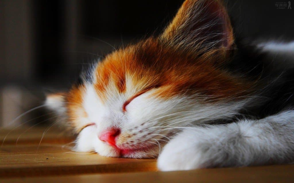 Kedi Uykusu