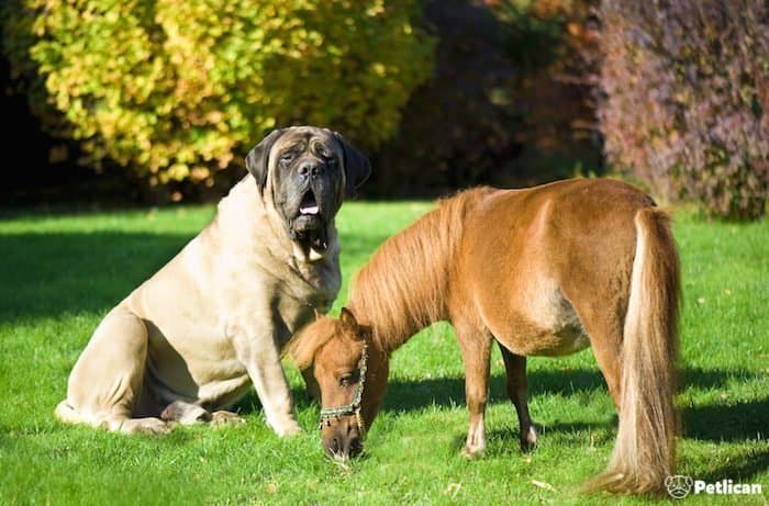 Dünyanın En İri Köpek Cinsleri