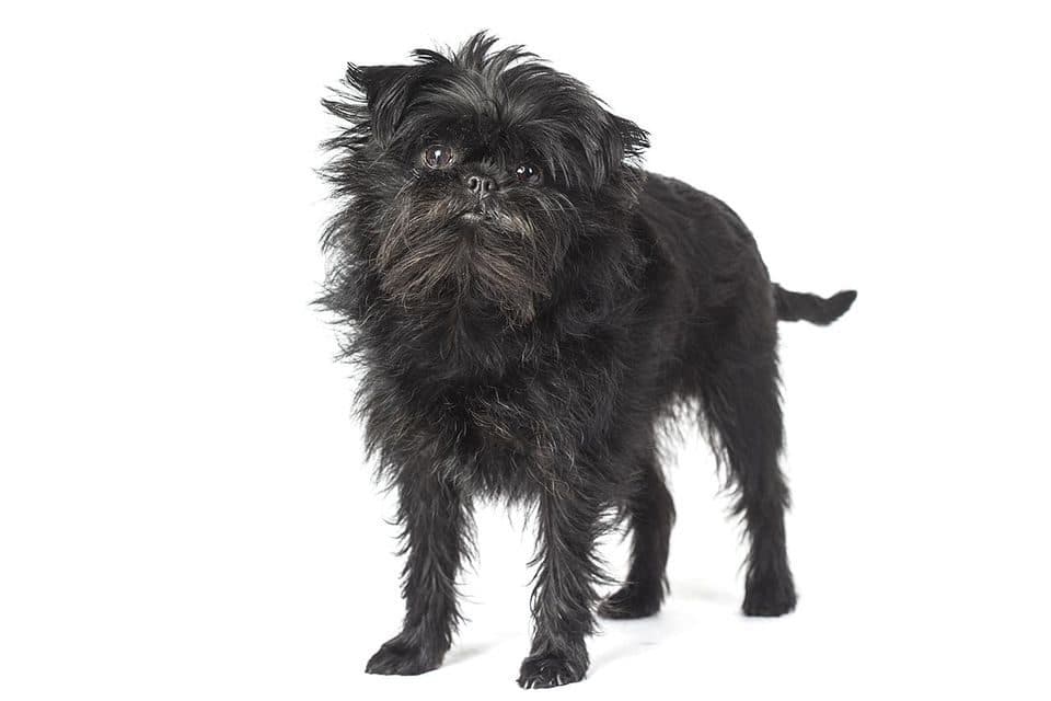 Affenpinscher