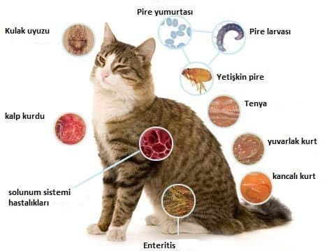 Petlerimizin İçindeki Sessiz Düşman Parazitler!