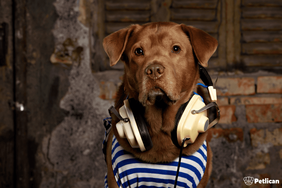 Köpeklerin Müzik Tarzı