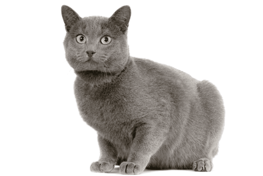 Chartreux