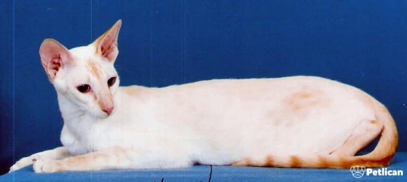 Colorpoint Shorthair