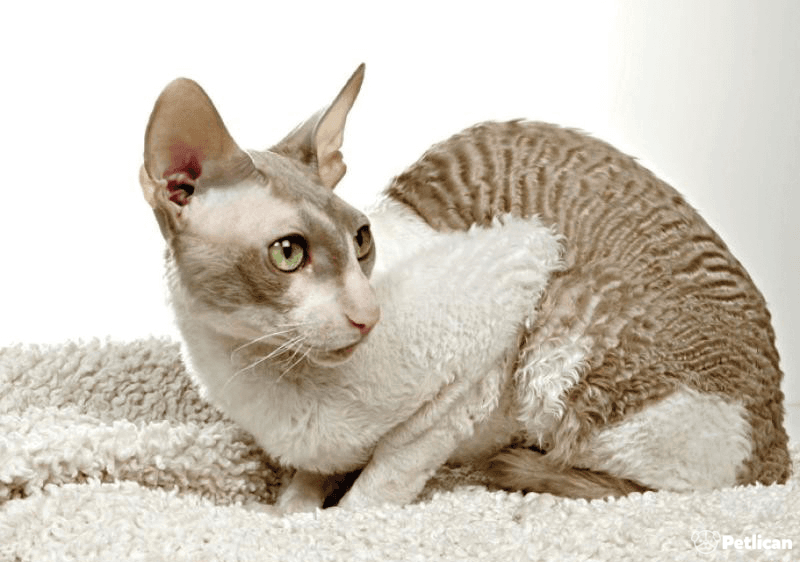 Cornish Rex