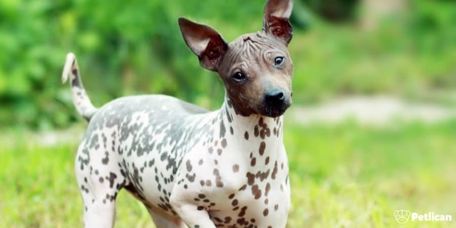 Amerikan Hairless (Tüysüz) Terrier