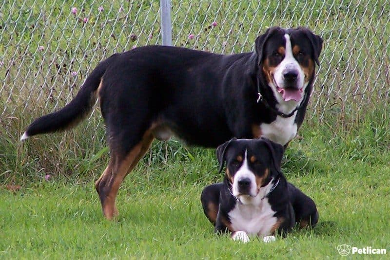 Appenzell Dağ Köpeği