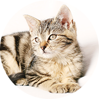 KEDİ