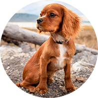 KÖPEK